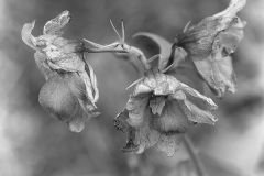 Fading Delphiniums