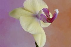 Spun in Ivory and Violet