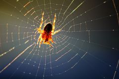 Garden Spider