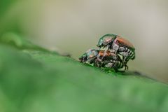 Japanese Beetles