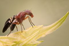 Delphinia Picta Picture-Winged Fly