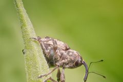 Weevil Beetle