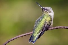 Female Ruby Throated Hummingbird