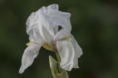 White Iris Close Up