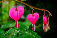 3 Hearts