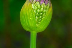 Morning Dew