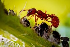 Ant on Stalk