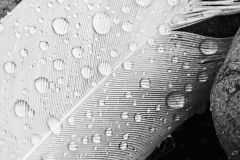 Feather After the Rain