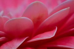 Pink Tips