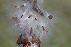 Milkweed Close Up