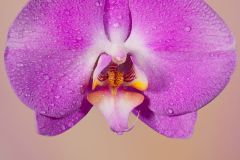 Mouth of an Orchid
