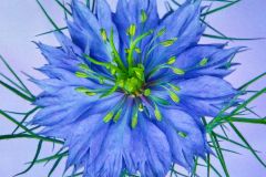 Blue Love in a Mist Flower