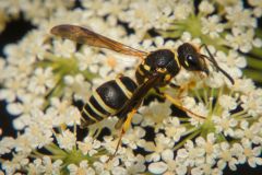 Potter Wasp Up Close
