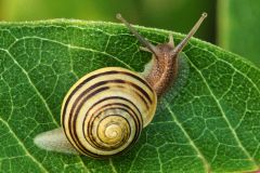 Snail on Fresh Leaf