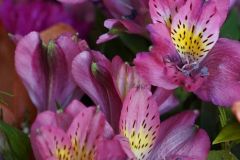 Alstroemeria (Peruvian Lily)