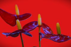 Flamingo Flower