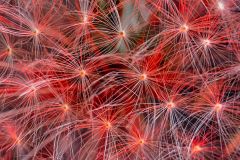 Botanical Fireworks