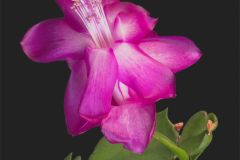 Christmas Cactus in Bloom