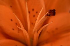 Inside the Lily