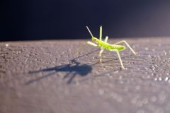 Bug