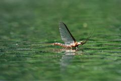 Shad Fly