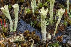 Skyscrapers on the Forest Floor