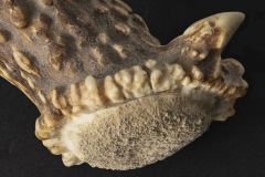 Deer Antler
