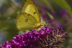 Orange Sulphur Butterfly