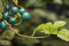 Porcelain Vine Berries