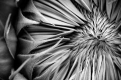 Emergence in Black and White