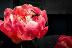 Up Close and Personal