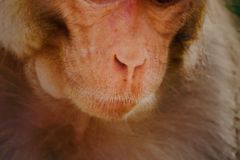 Wild Monkey Moment