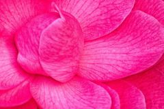 Camellia Showing True Colours