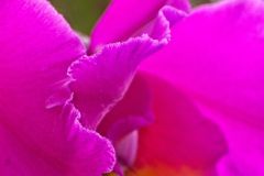 Lake Murray Mendenhall Upclose