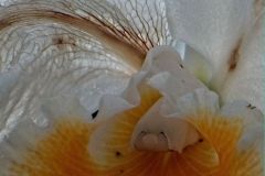 Veins of the Cologne