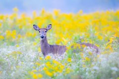 A Female Deer