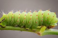 Polyphemus Moth Larva
