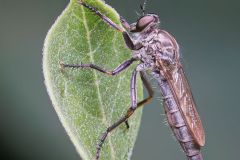 Robber Fly