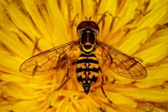 Eastern Calligrapher Fly