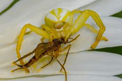 Goldenrod Crab Spider Preying on a Mosquito
