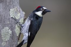Acorn Woodpecker
