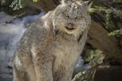 Lynx