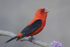 Scarlet Tanager