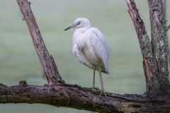 Egret