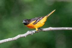 Oriole