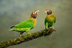 Brown-Hooded Parrots Socializing