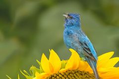 Indigo Bunting Courtship Broadcast