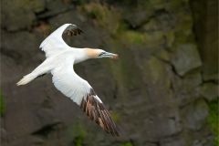 Northern Gannet