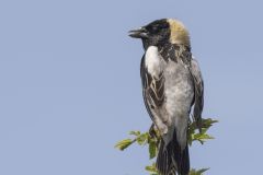 Bobolink Near Farm