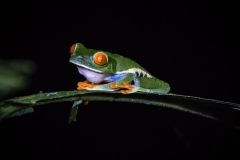 Red Eyed Tree Frog